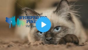 Review video of Whispering Pines Pet Resort